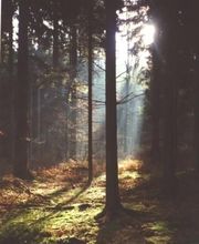 Foissac Pierre image 7