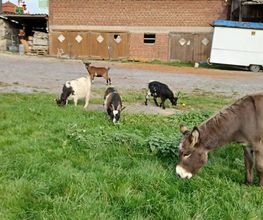 Thieles Hofladen Bild 11