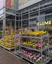 BLUME2000 Freiburg Bild 1