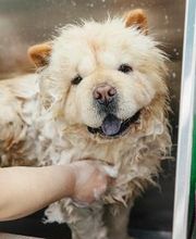 Mökai Mascotas imagen 3