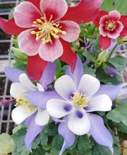 Marty Fleurs image 11