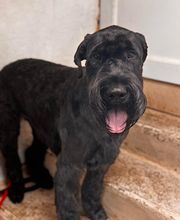 Armelle Toiletteuse Chiens Et Chats image 7