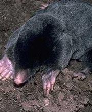 Serres Jean-Christophe image 1