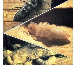 Somiip 90 image 8