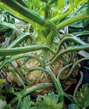 Ferme Fruitière de la Hautière image 11