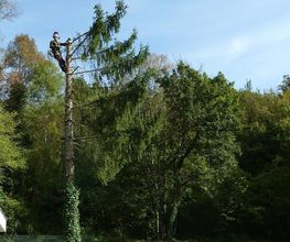 Arbres D'avenir image 2