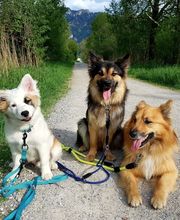 Leenhof Reitschule - Islandpferde Bild 9