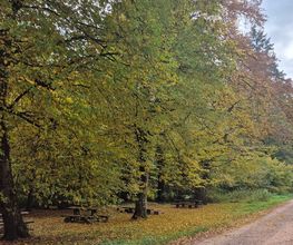 FriedWald Rümmingen Bild 1