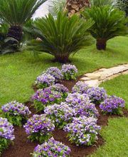 373345--jardineria-casanova-flores-en-un-jardin.jpg