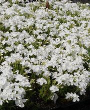 Staudengärtnerei David Müller Bild 58