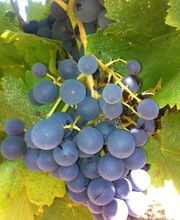 Château Coujan image 5