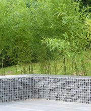 Stark im Garten Bild 45