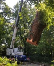 Les Artisans de L'Arbre Sarl Bild 2