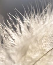 achtsam bestatten GmbH – vormals Sandro Lüthi Bild 2