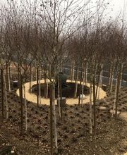 De Pippo Sàrl Bild 9