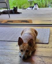 Tierkommunikation-Seelenverständnis Bild 5