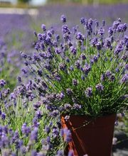 Pépinières de Corme Royal image 5