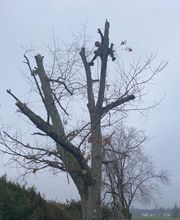 Artisan Elagueur David image 4