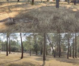 jardineros-segovia-6.jpg