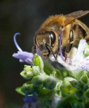 MIEL Y SOLO MIEL imagen 14