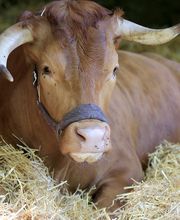 Bauernhof Föll Bild 6