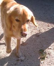 Brentwood Animal Campus image 9