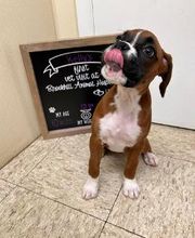 Brookhill Animal Hospital image 18