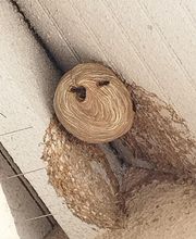 Deratisenet image 11