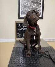 Brookhill Animal Hospital image 5