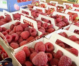 Interfruit image 14