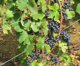 Caveau De Bacchus EARL image 1