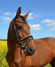 Reiterhof Daugzin C. Edel & E. Berkhahn GbR Bild 10