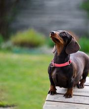 Reinado Canino imagen 18