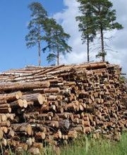 Les Bois Du Sud-Ouest image 1