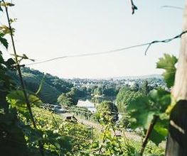 Weingut der Stadt Stuttgart Bild 1