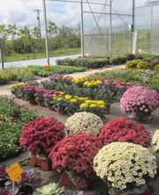 PEPINIERE DE BEL'AIR image 1