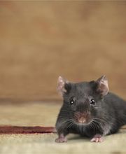 OPC Pest Services - Louisville image 8