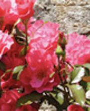 Gartengestaltung und Landschaftsbau Lefevre Bild 1
