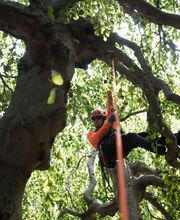 SavATree - Tree Service image 17