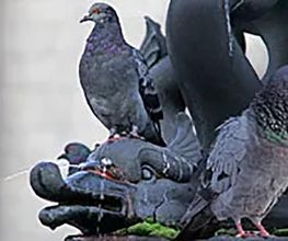 Fürst Schädlingsbekämpfung Bild 2