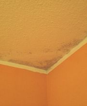 Schimmel an der Decke