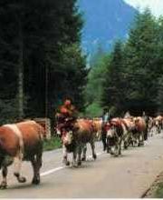 Commerce de bétail Francis Obe rson Bild 4