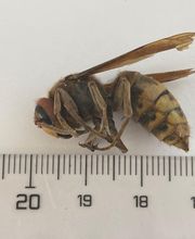 B3D Nuisible image 1