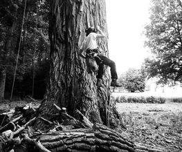 L'Arbre Remarquable image 9