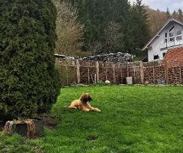 H.O.N.A.S - Mobile Hundeschule Bild 16