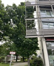 Baumpflege Reinhold Bild 1