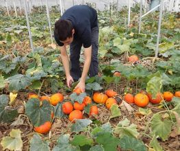 Le Panier Producteur image 8