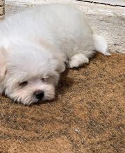 Elevage Kimy's Valey image 12