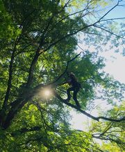 L'Arbre De Vie image 8