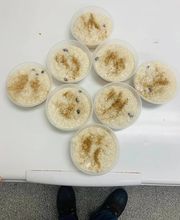 Coco Loco Smoothies Juices & Eats image 12